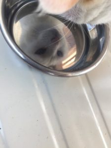 猫の水鏡