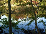 池に映る木々