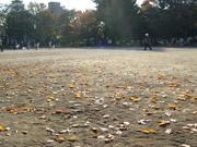 公園の落ち葉