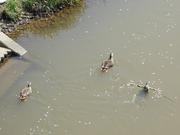 濁った川を泳ぐ鴨