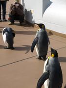 王様ペンギンの散歩