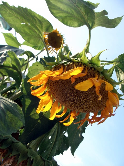 https://hinemosu819.com/pic/haiku_sunflower.jpg