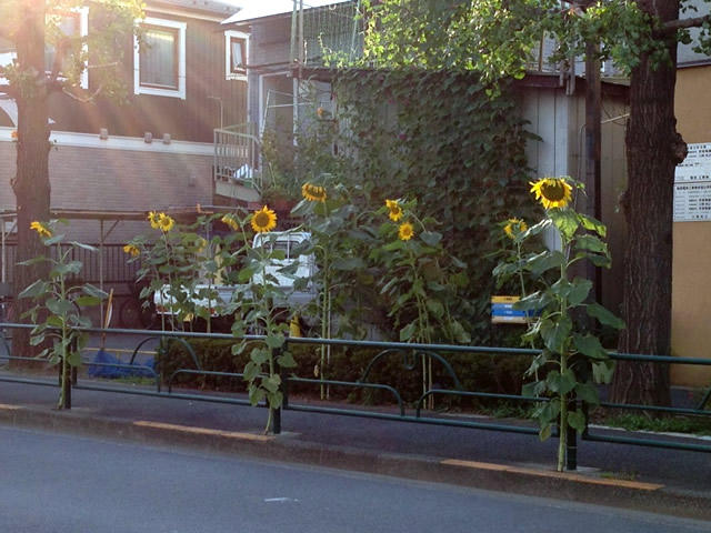 https://hinemosu819.com/pic/haiku_sunflowers.jpg