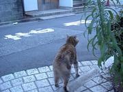 路地の猫