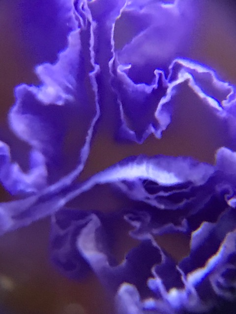 スターチスの紫