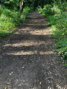 公園の小径愉しも秋日影