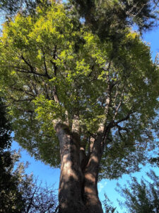 地に根差す巨木のいのち天高し