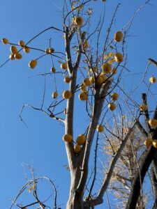 あくまでも此処に我在り花梨の実