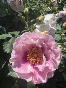 薄紅の夏着の似合ふ一少女