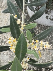 オリーブの花の盛りや小豆島