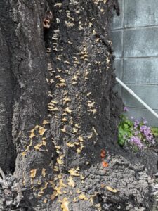 桜散りあとは老体在るばかり