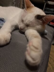 伸ばす手に獲物ゐるやに昼寝猫