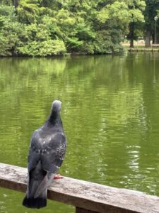 水鳥へ変身願望濃き土鳩