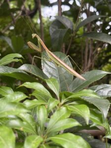 格闘の構へを常にして蟷螂