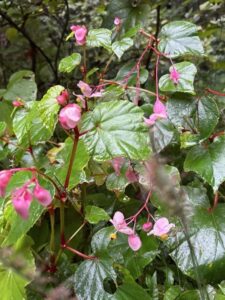 断腸花検査入院腹くくる