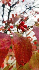 花水木紅葉派手と言はば言へ