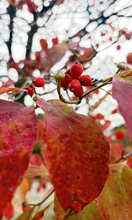 花水木紅葉派手と言はば言へ