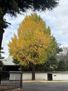 行乞の僧門前の大公孫樹