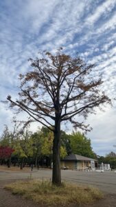 立つてゐることも忘れて冬木立つ