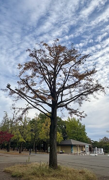 立つてゐることも忘れて冬木立つ