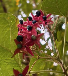 染め上げの出来を夢見て臭木の実