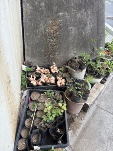 道端の椎茸主張有りやなし