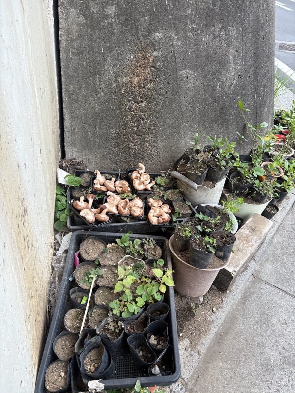 道端の椎茸主張有りやなし