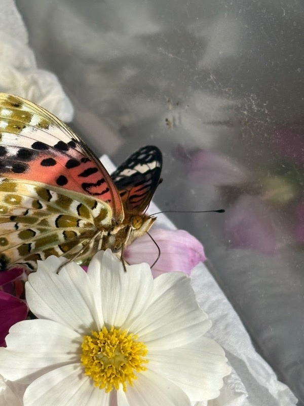 旅立ちの前の食事や蝶とても