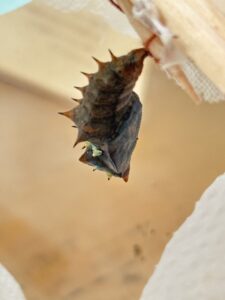 厳冬に備へてうちに閉ぢ籠り