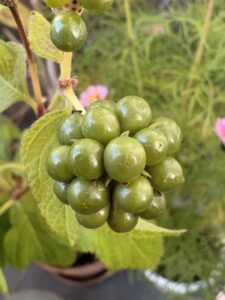 ランタナの実の団子めくされど毒