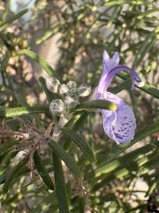 一斉に聖歌斉唱聖歌隊