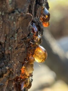 初明かりタイムトンネル抜け琥珀