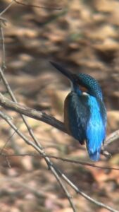去年今年夢を託すや青い鳥