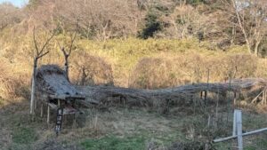 龍なりと言はば竜なり初景色