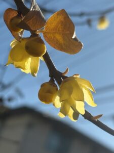 謙譲の極地蝋梅俯ける