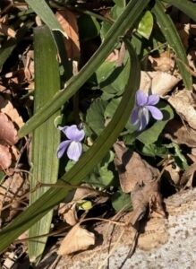 垣間見る姿いじらしやよ菫