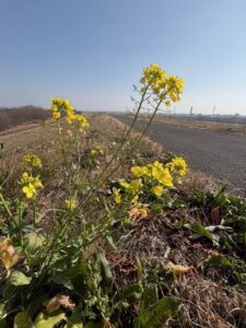 菜の花の地平線まで届く土手