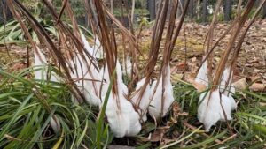 足元に真綿巻き付け凌ぐ寒