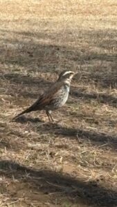 呼ぶ春の身近に迫る気配あり