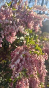 花馬酔木奈良に諸仏の柔和なる