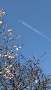 航空機梅に別れの尾の白し