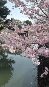 徳川の往時偲ぶや桜咲く
