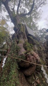 神木の大楠母の日の母ぞ