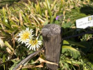 切り株に想ひ寄せゐる蒲公英白