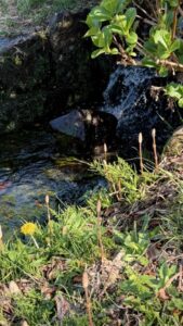 風流や土筆小流れ見てをりぬ