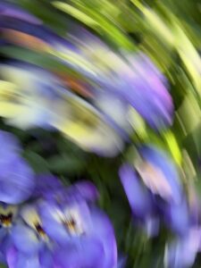 遊蝶花回れど変身ままならず