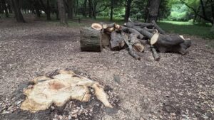 無造作に伐られ緑蔭望めざり