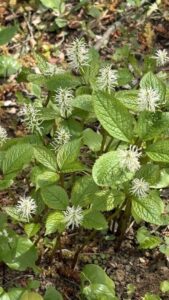 群れゐても一人静かといふ境地