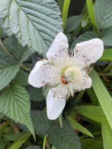 存在を示すひと時草いちご