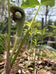 此れがまあ武蔵鐙か馬術会